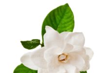 Gardenia 64 0 Gardenia