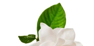 Gardenia 64 0 Gardenia