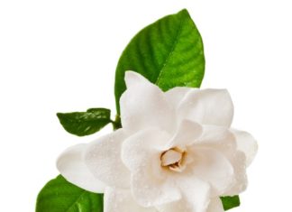 Gardenia 64 0 Gardenia