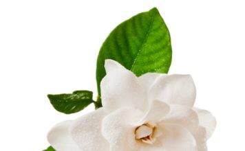 Gardenia 64 0 Gardenia