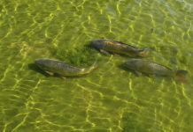 Pesca sportiva – Il carpfishing 640 0 Pesca sportiva Il carpfishing