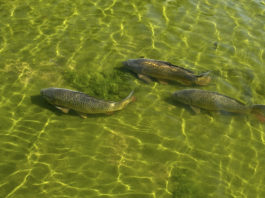 Pesca sportiva – Il carpfishing 640 0 Pesca sportiva Il carpfishing