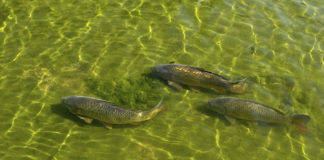 Pesca sportiva – Il carpfishing 640 0 Pesca sportiva Il carpfishing