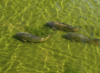 Pesca sportiva – Il carpfishing 640 0 Pesca sportiva Il carpfishing