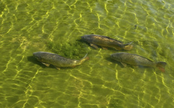 Pesca sportiva – Il carpfishing 640 0 Pesca sportiva Il carpfishing