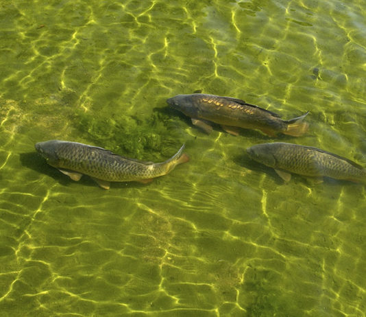 Pesca sportiva – Il carpfishing 640 0 Pesca sportiva Il carpfishing