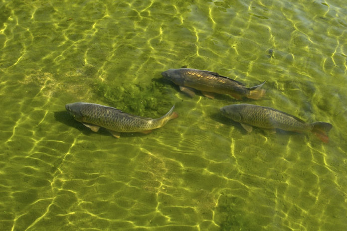 640 0 Pesca sportiva   Il carpfishing