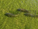 Pesca sportiva – Il carpfishing 640 0 Pesca sportiva Il carpfishing