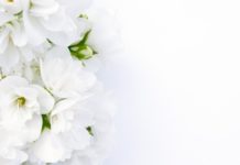 Gelsomino 65 0 Gelsomino