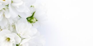 Gelsomino 65 0 Gelsomino