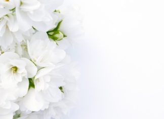 Gelsomino 65 0 Gelsomino