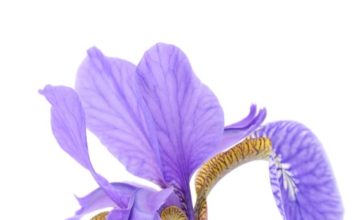 Iris 69 0 Iris