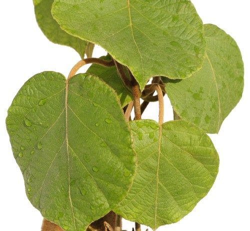 Kiwi 70 0 Kiwi