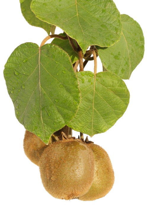 70-0-Kiwi.jpg 70 0 Kiwi