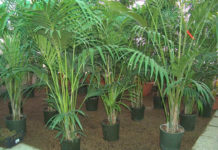 Kenzia 702 0 028_kenzia_ok.JPG