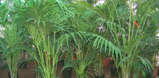 Kenzia 702 0 028_kenzia_ok.JPG