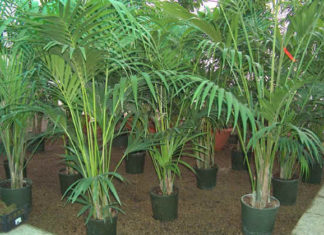 Kenzia 702 0 028_kenzia_ok.JPG