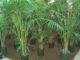 Kenzia 702 0 028_kenzia_ok.JPG