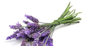 Lavanda 71 0 Lavanda