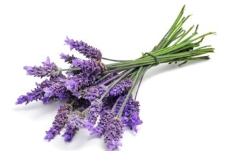 Lavanda 71 0 Lavanda