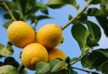 I limoni 72 0 Limoni