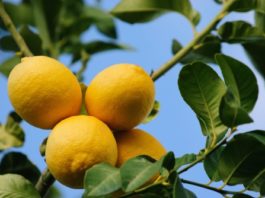 I limoni 72 0 Limoni