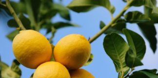 I limoni 72 0 Limoni