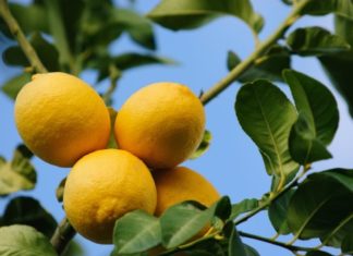 I limoni 72 0 Limoni