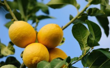 I limoni 72 0 Limoni