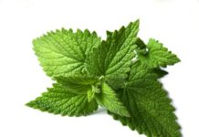 Melissa 74 0 Melissa