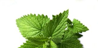 Melissa 74 0 Melissa