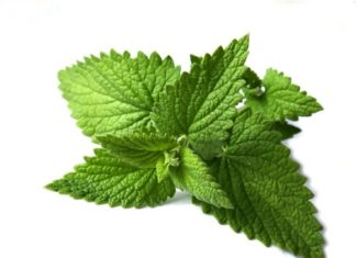 Melissa 74 0 Melissa