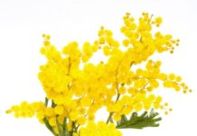 Mimose 76 0 Mimose
