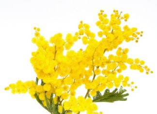 Mimose 76 0 Mimose