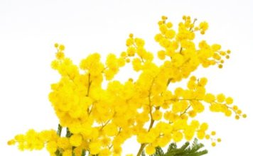 Mimose 76 0 Mimose