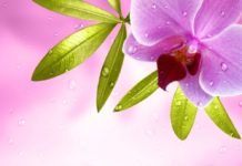 Orchidea 77 0 Orchidea