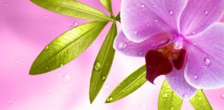 Orchidea 77 0 Orchidea