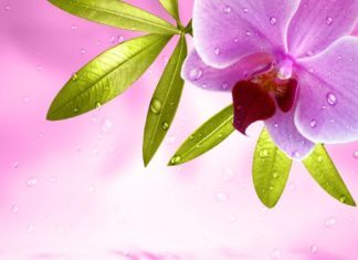 Orchidea 77 0 Orchidea