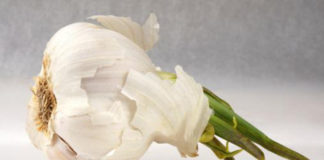 L’aglio 783 0 aglio_ok