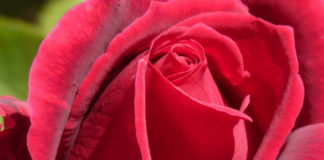 La cura delle rose – 2 parte 785 0 014_cura delle rose_ok