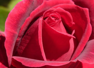 La cura delle rose – 2 parte 785 0 014_cura delle rose_ok