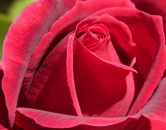 La cura delle rose – 2 parte 785 0 014_cura delle rose_ok