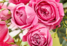 La cura delle rose – 1 parte 786 0 013_cura delle rose