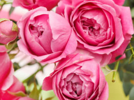 La cura delle rose – 1 parte 786 0 013_cura delle rose