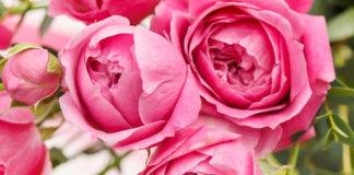 La cura delle rose – 1 parte 786 0 013_cura delle rose