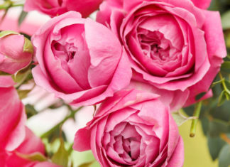 La cura delle rose – 1 parte 786 0 013_cura delle rose