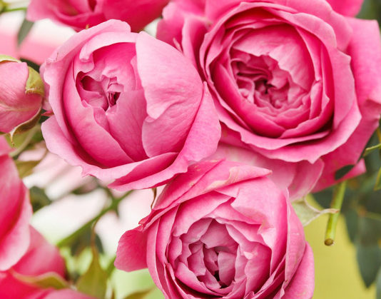 La cura delle rose – 1 parte 786 0 013_cura delle rose