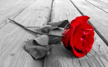 Rosa 82 0 Rosa