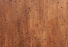 Effettuare un trattamento antitarlo 872 0 effettuare un trattamento antitarlo_ok