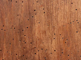 Effettuare un trattamento antitarlo 872 0 effettuare un trattamento antitarlo_ok